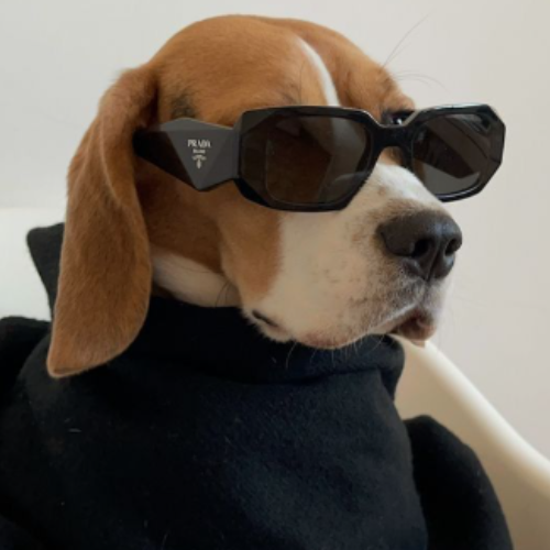 Cool Dog 1